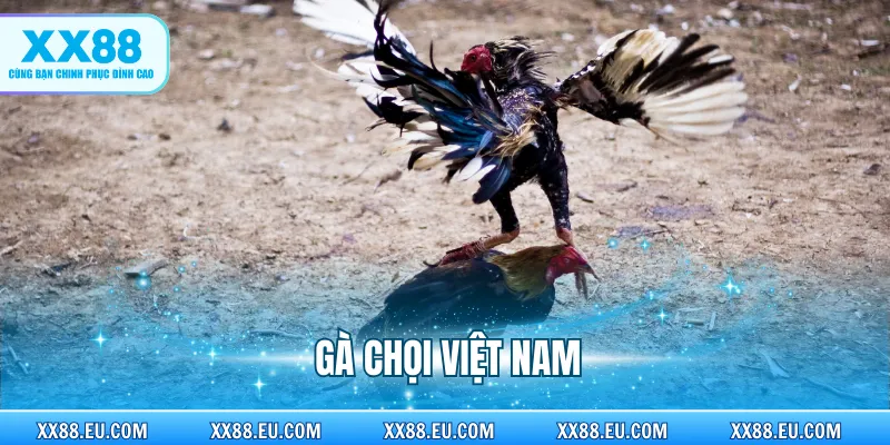 Gà Chọi Việt Nam